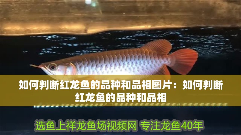 如何判斷紅龍魚的品種和品相圖片：如何判斷紅龍魚的品種和品相