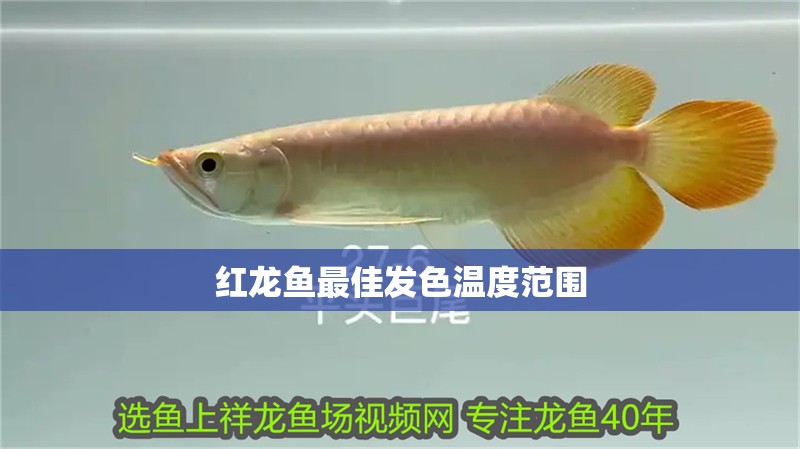 紅龍魚最佳發(fā)色溫度范圍