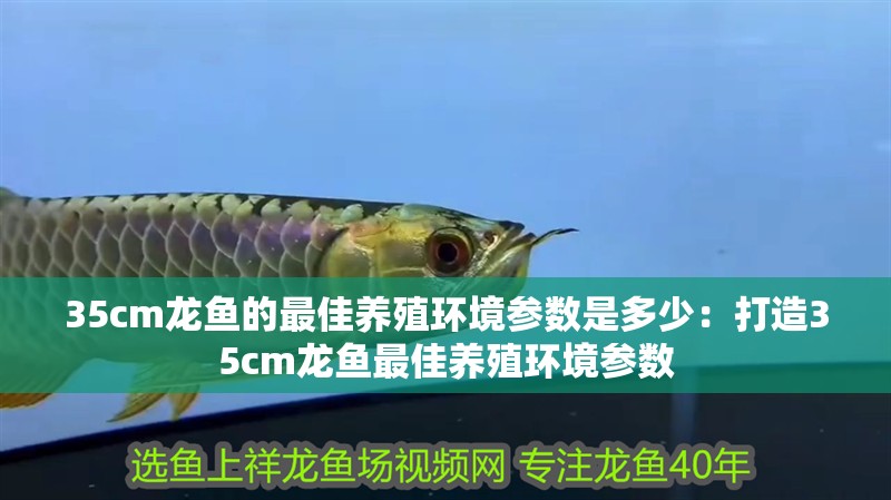 35cm龍魚(yú)的最佳養(yǎng)殖環(huán)境參數(shù)是多少：打造35cm龍魚(yú)最佳養(yǎng)殖環(huán)境參數(shù)