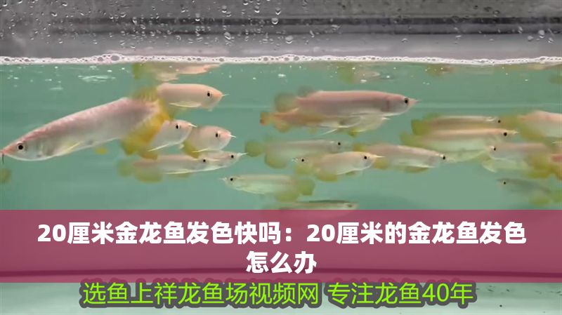 20厘米金龍魚發色快嗎：20厘米的金龍魚發色怎么辦 20厘米金龍魚發色快嗎：20厘米的金龍魚發色怎么辦 龍魚百科 第1張