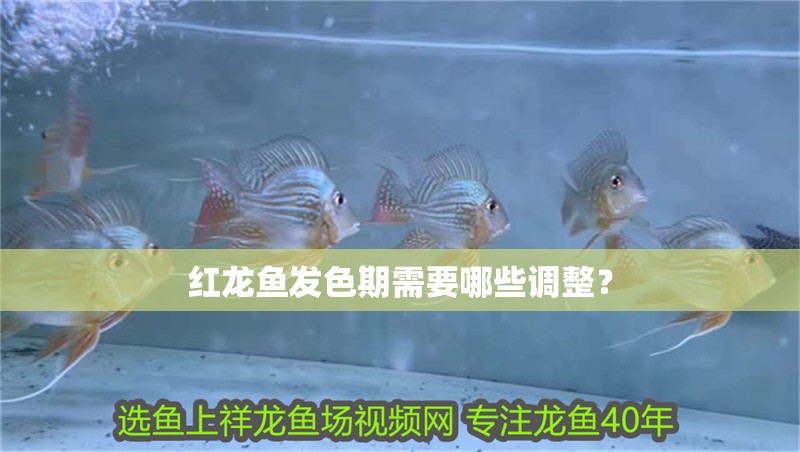 紅龍魚發色期需要哪些調整？