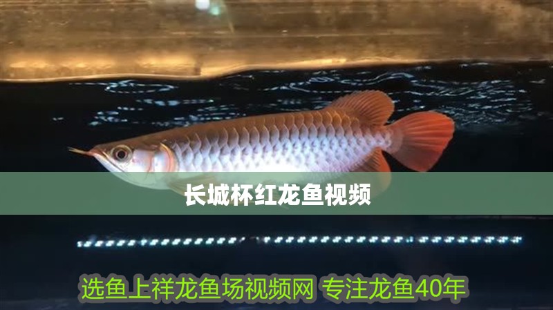 長城杯紅龍魚視頻