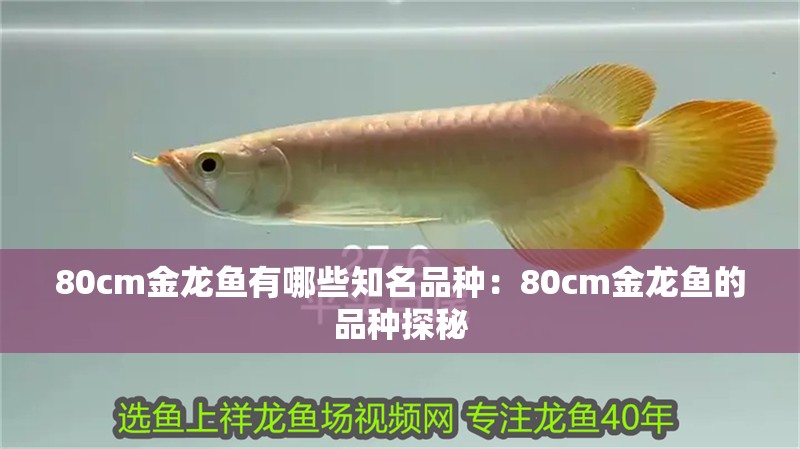 80cm金龍魚有哪些知名品種：80cm金龍魚的品種探秘