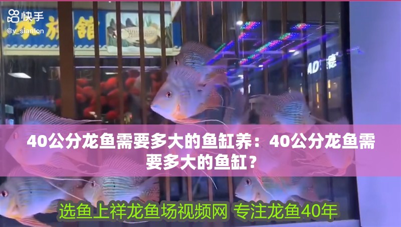 40公分龍魚需要多大的魚缸養(yǎng)：40公分龍魚需要多大的魚缸？