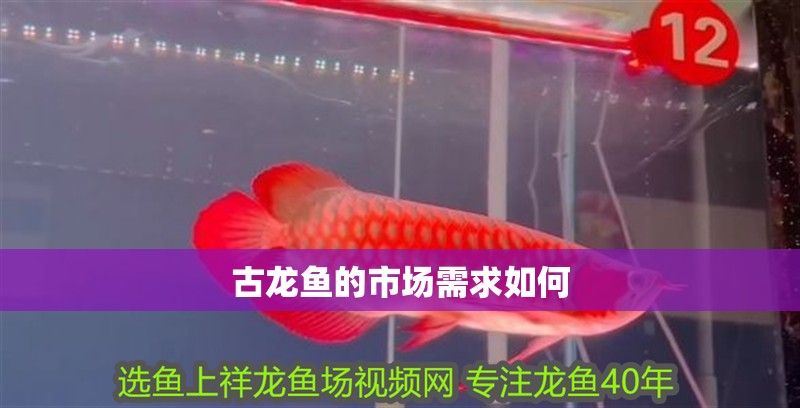 古龍魚的市場需求如何