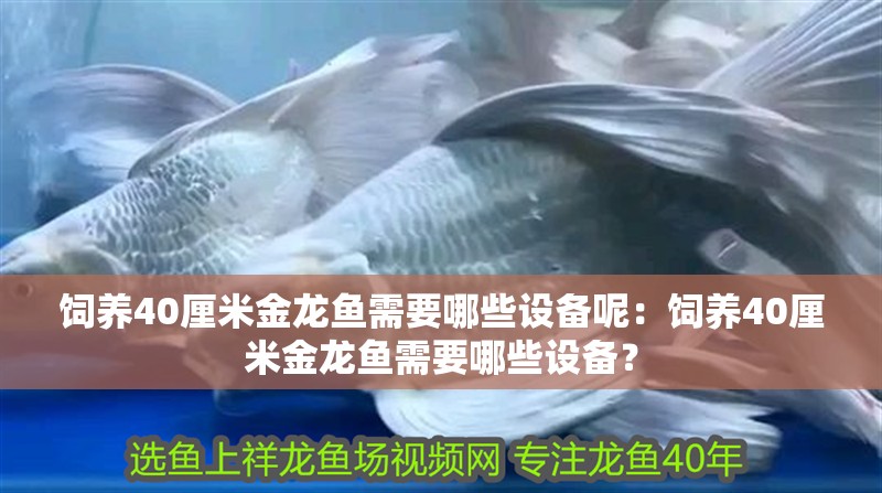 飼養(yǎng)40厘米金龍魚需要哪些設(shè)備呢：飼養(yǎng)40厘米金龍魚需要哪些設(shè)備？