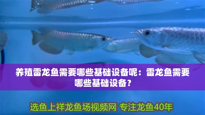 養殖雷龍魚需要哪些基礎設備呢：雷龍魚需要哪些基礎設備？