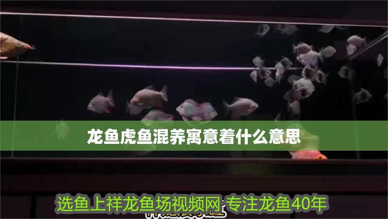 龍魚虎魚混養寓意著什么意思