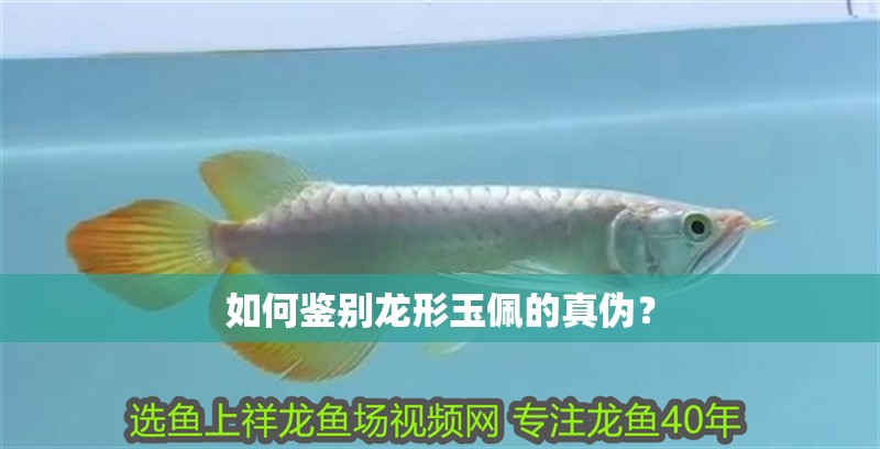 如何鑒別龍形玉佩的真偽？