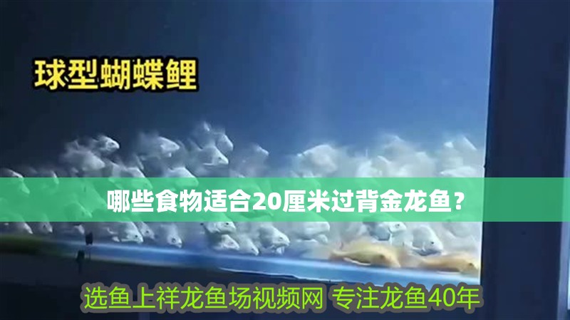 哪些食物適合20厘米過背金龍魚？