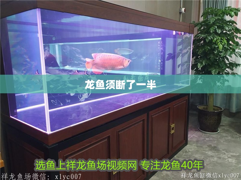 龍魚須斷了一半