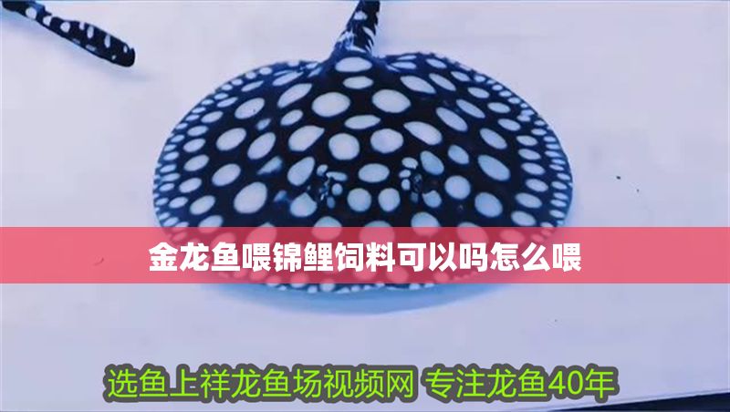 金龍魚喂錦鯉飼料可以嗎怎么喂 龍魚百科 第2張 金龍魚喂錦鯉飼料可以嗎怎么喂 金龍魚喂錦鯉飼料可以嗎怎么喂 龍魚百科 第2張