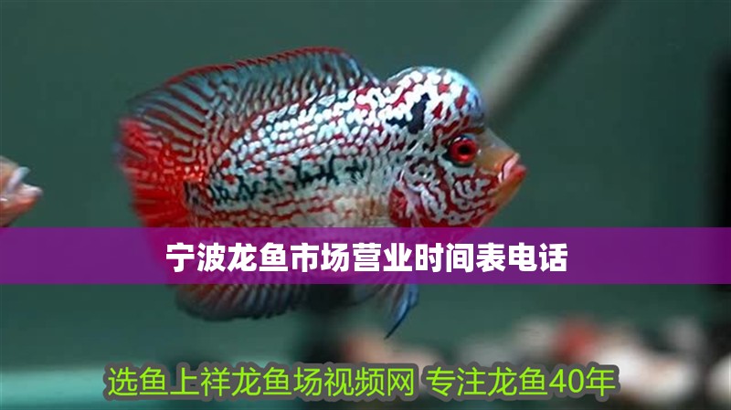 魚缸用增氧泵價格是多少:魚缸增氧機-xtrac增氧機-xtrac增氧機 寧波龍魚市場營業時間表電話 龍魚百科 寧波龍魚市場營業時間表電話 寧波龍魚市場營業時間表電話 龍魚百科