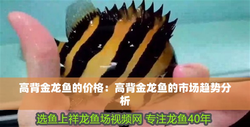 高背金龍魚的價格：高背金龍魚的市場趨勢分析