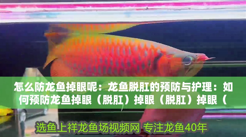 怎么防龍魚掉眼呢：龍魚脫肛的預防與護理：如何預防龍魚掉眼（脫肛）掉眼（脫肛）掉眼（脫肛）
