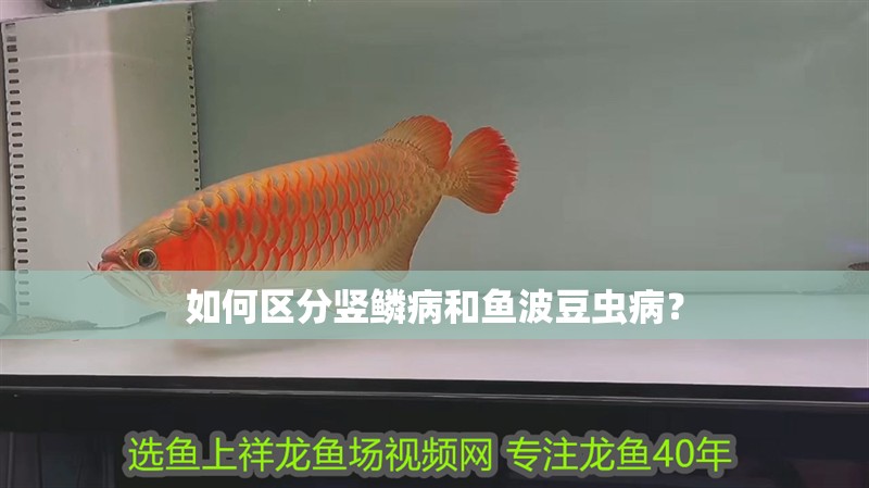 如何區(qū)分豎鱗病和魚波豆蟲病？ 如何區(qū)分豎鱗病和魚波豆蟲病？ 龍魚百科