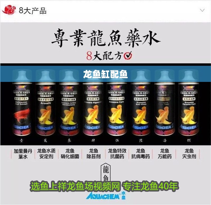 龍魚缸配魚