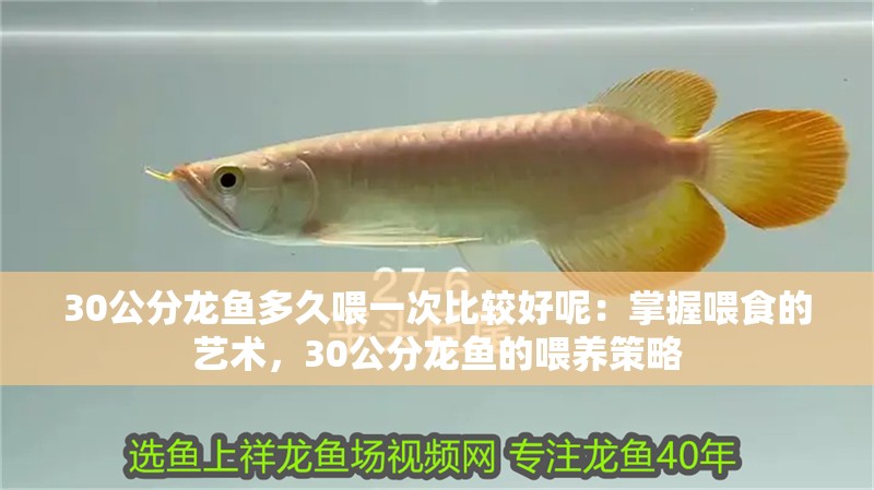 30公分龍魚多久喂一次比較好呢：掌握喂食的藝術，30公分龍魚的喂養策略