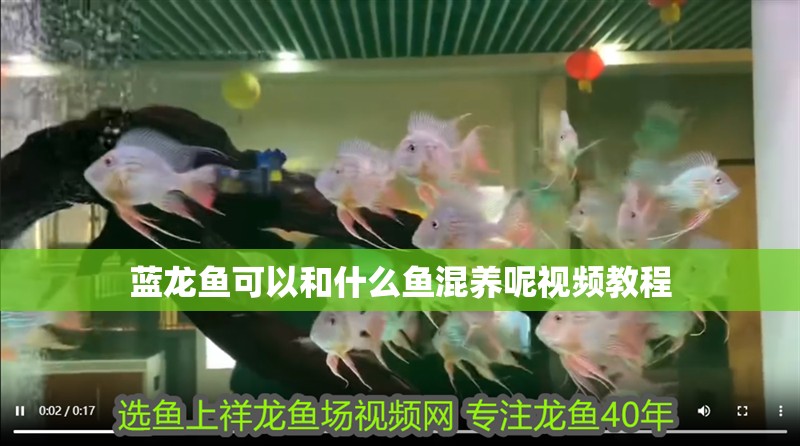 藍龍魚可以和什么魚混養呢視頻教程
