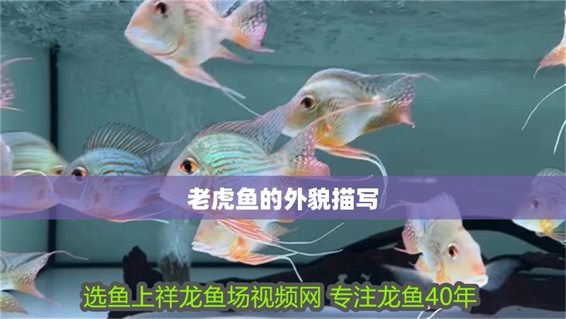 老虎魚的外貌描寫