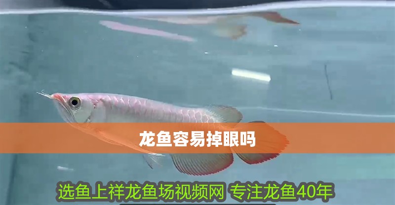 龍魚容易掉眼嗎