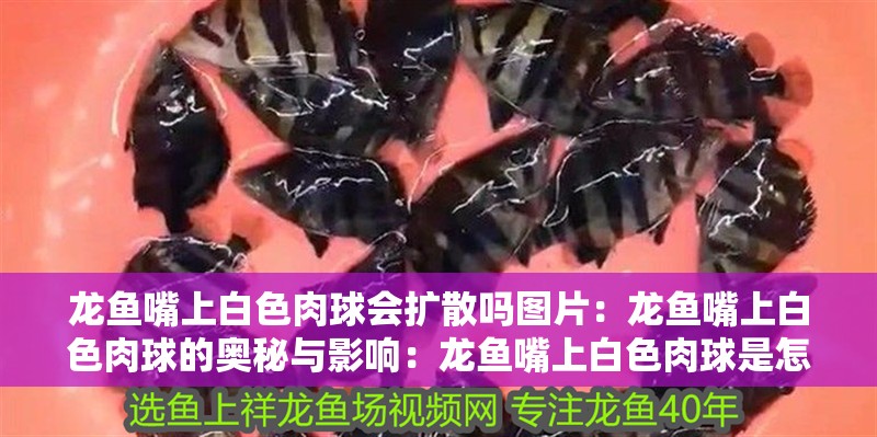 龍魚嘴上白色肉球會擴散嗎圖片：龍魚嘴上白色肉球的奧秘與影響：龍魚嘴上白色肉球是怎么回事