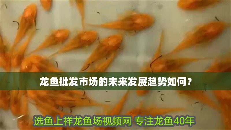 魚缸用增氧泵價格是多少:魚缸增氧機-xtrac增氧機-xtrac增氧機 龍魚批發市場的未來發展趨勢如何? 龍魚百科 龍魚批發市場的未來發展趨勢如何? 龍魚批發市場的未來發展趨勢如何? 龍魚百科