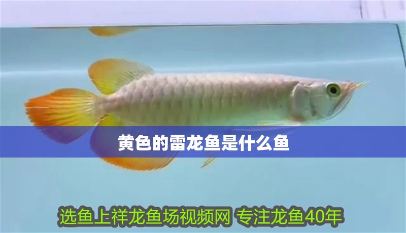黃色的雷龍魚是什么魚