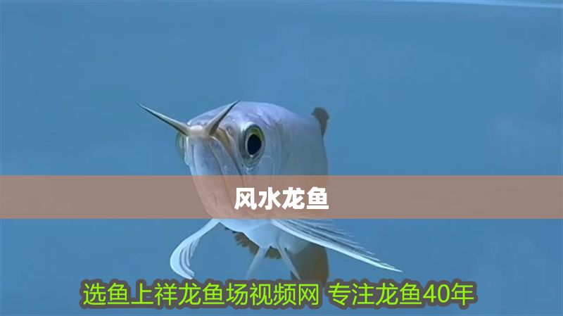 風水龍魚