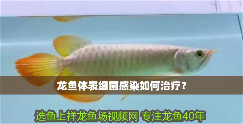 龍魚體表細菌感染如何治療?