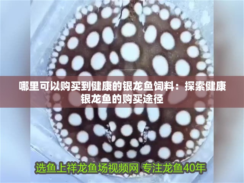 哪里可以購買到健康的銀龍魚飼料：探索健康銀龍魚的購買途徑