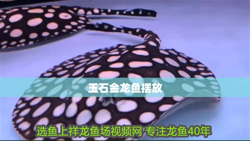 玉石金龍魚擺放 玉石金龍魚擺放 龍魚百科