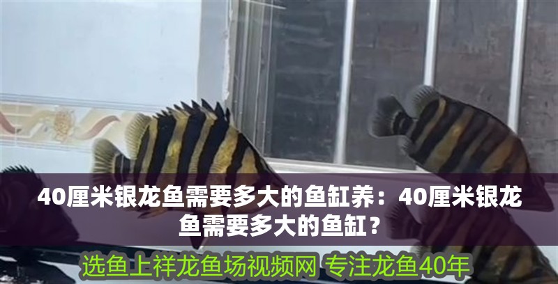 40厘米銀龍魚需要多大的魚缸養：40厘米銀龍魚需要多大的魚缸？