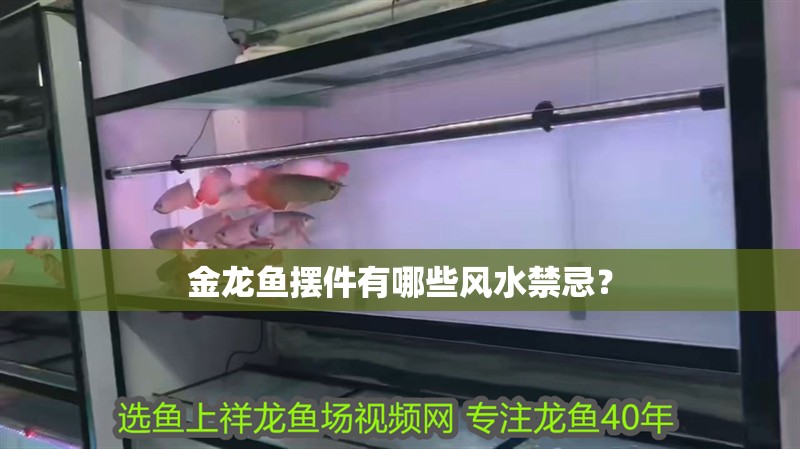 金龍魚(yú)擺件有哪些風(fēng)水禁忌？