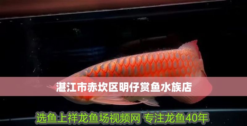湛江市赤坎區明仔賞魚水族店