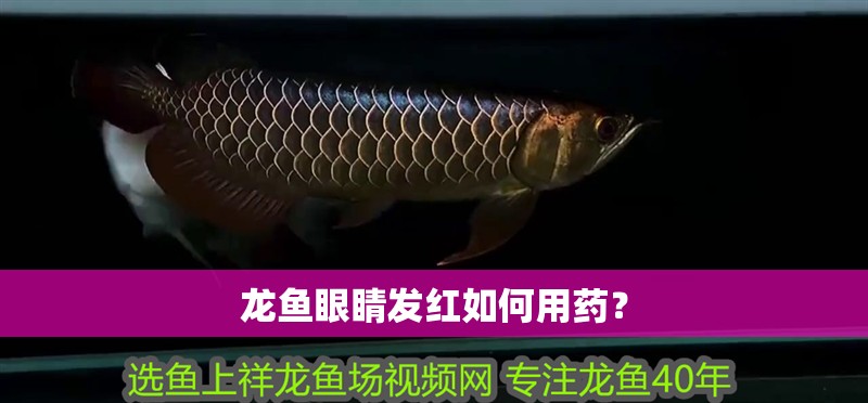 龍魚眼睛發紅如何用藥？