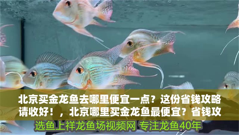 北京買金龍魚(yú)去哪里便宜一點(diǎn)？這份省錢攻略請(qǐng)收好！，北京哪里買金龍魚(yú)最便宜？省錢攻略來(lái)了！