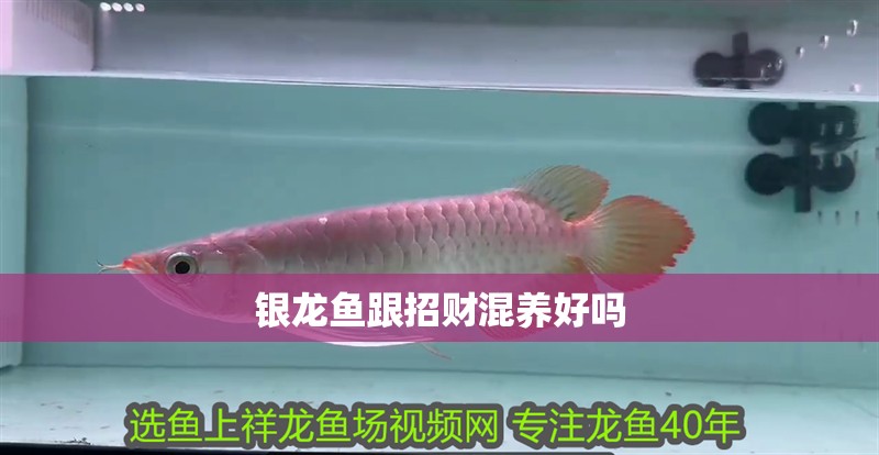 銀龍魚跟招財混養好嗎 銀龍魚跟招財混養好嗎 龍魚百科