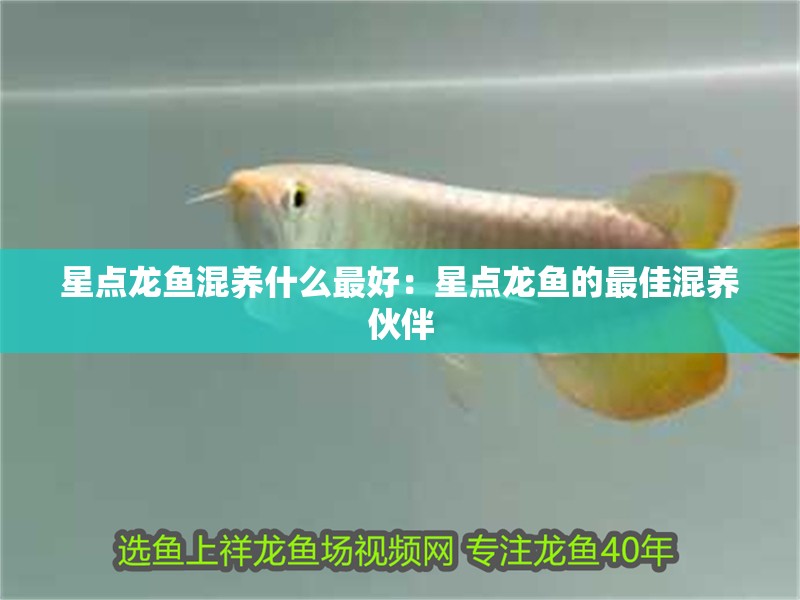 星點(diǎn)龍魚(yú)混養(yǎng)什么最好：星點(diǎn)龍魚(yú)的最佳混養(yǎng)伙伴