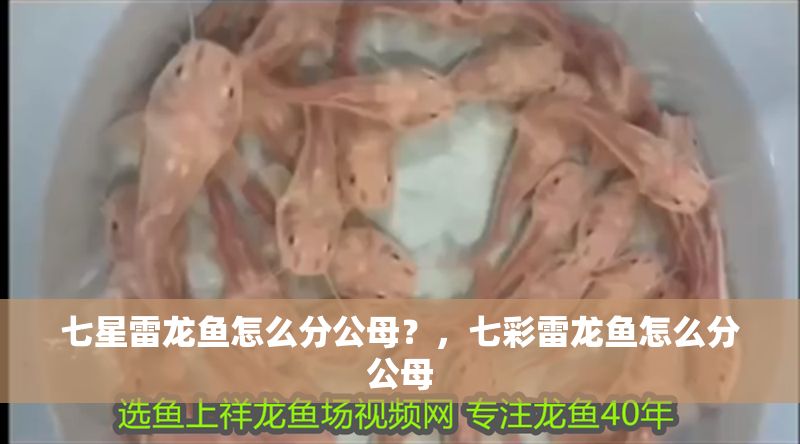七星雷龍魚怎么分公母？，七彩雷龍魚怎么分公母