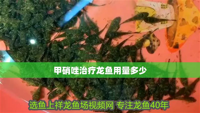 甲硝唑治療龍魚用量多少 甲硝唑治療龍魚用量多少 龍魚百科 第2張