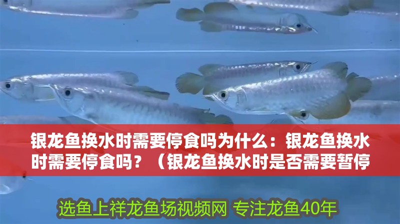 銀龍魚(yú)換水時(shí)需要停食嗎為什么：銀龍魚(yú)換水時(shí)需要停食嗎？（銀龍魚(yú)換水時(shí)是否需要暫停進(jìn)食，觀察魚(yú)的行為和反應(yīng)）