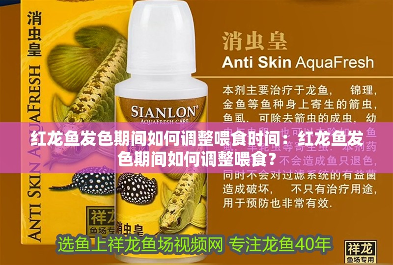 紅龍魚發色期間如何調整喂食時間：紅龍魚發色期間如何調整喂食？