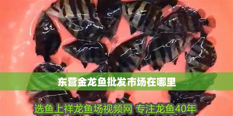 東營金龍魚批發(fā)市場在哪里 東營金龍魚批發(fā)市場在哪里 龍魚百科