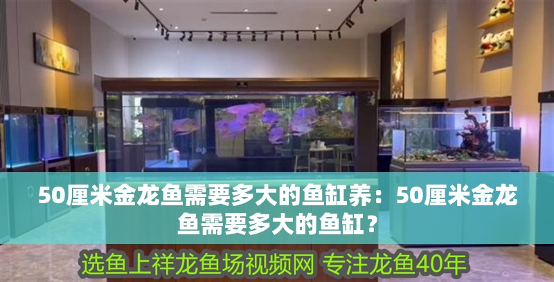 50厘米金龍魚需要多大的魚缸養：50厘米金龍魚需要多大的魚缸？