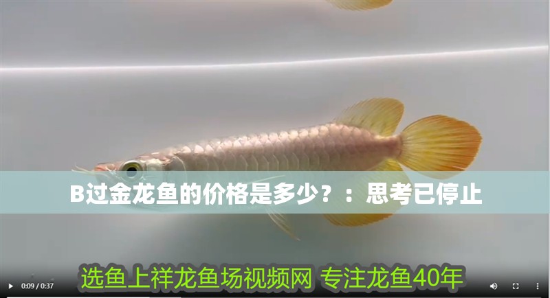 B過金龍魚的價格是多少？：思考已停止