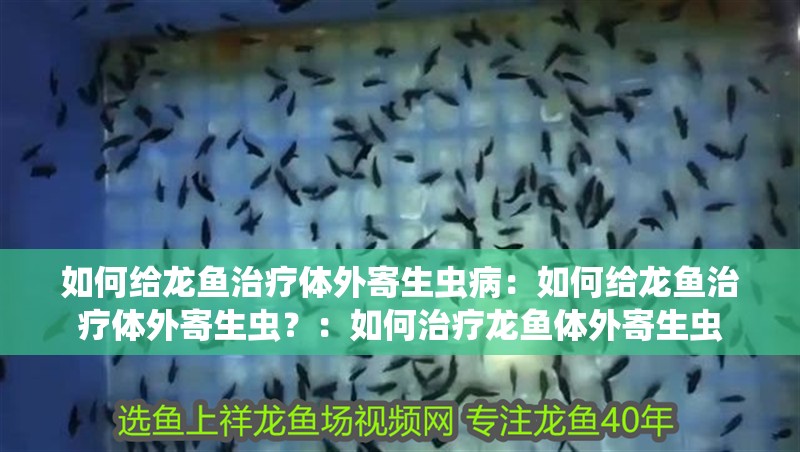 如何給龍魚治療體外寄生蟲病：如何給龍魚治療體外寄生蟲？：如何治療龍魚體外寄生蟲