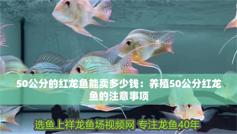 50公分的紅龍魚能賣多少錢：養殖50公分紅龍魚的注意事項