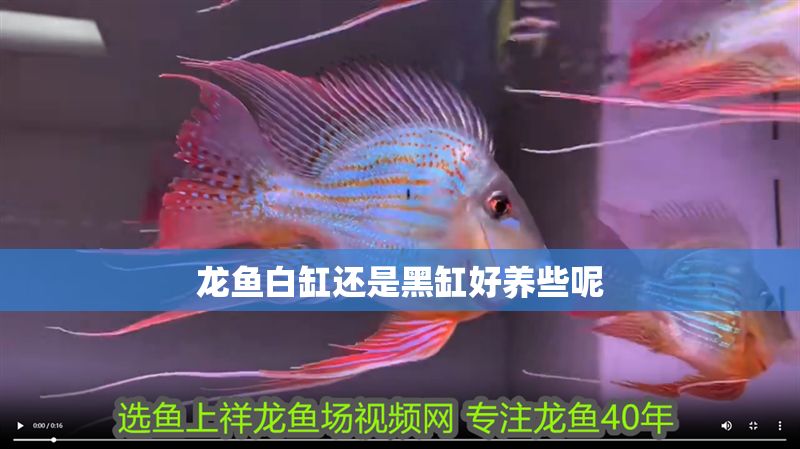 龍魚白缸還是黑缸好養些呢