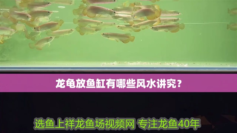 龍龜放魚缸有哪些風水講究？